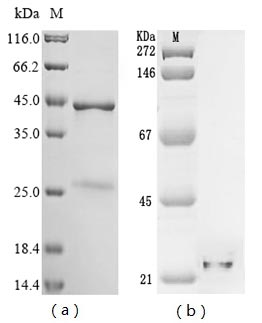 Greater than 85% as determined by SDS-PAGE.