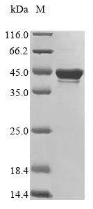 Greater than 85% as determined by SDS-PAGE.Recombinant Enterobacteria Phage P1 Recombinase Cre (CRE) Protein (His&Myc)