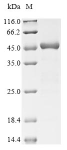 Greater than 85% as determined by SDS-PAGE.Recombinant E.Coli Gamma-Glutamyl Phosphate Reductase (PROA) Protein (His)
