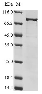 Greater than 85% as determined by SDS-PAGE.