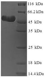 Greater than 90% as determined by SDS-PAGE.