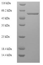 Greater than 90% as determined by SDS-PAGE.