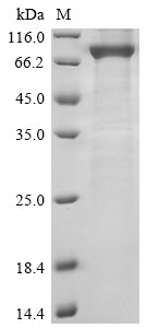 Greater than 85% as determined by SDS-PAGE.
