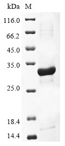 Greater than 85% as determined by SDS-PAGE.