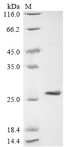 Greater than 90% as determined by SDS-PAGE.