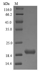 Greater than 85% as determined by SDS-PAGE.Recombinant Bovine Odorant-Binding Protein (OBP)