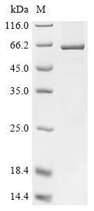 Greater than 85% as determined by SDS-PAGE.Recombinant Drosophila Melanogaster Glyceraldehyde-3-Phosphate Dehydrogenase 1 (GAPDH1) Protein (His-GST)