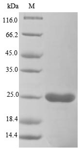 Greater than 85% as determined by SDS-PAGE.Recombinant Vaccinia Virus Entry-Fusion Complex Associated Protein Opg095 (VACWR088) Protein (His)