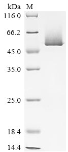 Greater than 90% as determined by SDS-PAGE.Recombinant Mouse Serine Protease Inhibitor A3K (SERPINA3K) Protein (His&Myc)