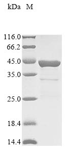 Greater than 85% as determined by SDS-PAGE.Recombinant Staphylococcus Aureus Beta-Lactam-Inducible Penicillin-Binding Protein (PBP) Protein (His&Myc)