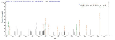 Based on the SEQUEST from database of E.coli host and target protein, the LC-MS/MS Analysis result of this product could indicate that this peptide derived from E.coli-expressed Influenza B virus (strain B/Yamagata/1/1973) NS.Recombinant Influenza B Virus Nuclear Export Protein (NS) Protein (His&Myc)