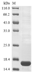 Greater than 85% as determined by SDS-PAGE.Recombinant Influenza B Virus Nuclear Export Protein (NS) Protein (His)