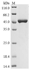 Greater than 85% as determined by SDS-PAGE.Recombinant Chicken Heat Shock 70 Kda Protein (HSP70) Protein (His)