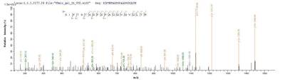 Based on the SEQUEST from database of E.coli host and target protein, the LC-MS/MS Analysis result of this product could indicate that this peptide derived from E.coli-expressed Escherichia coli (strain K12) fimH.Recombinant E.Coli Type 1 Fimbrin D-Mannose Specific Adhesin (FIMH) Protein (His-GST)