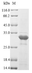 Greater than 85% as determined by SDS-PAGE.Recombinant E.Coli Type 1 Fimbrin D-Mannose Specific Adhesin (FIMH) Protein (His)