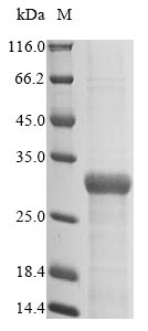 Greater than 85% as determined by SDS-PAGE.Recombinant E.Coli Type 1 Fimbrin D-Mannose Specific Adhesin (FIMH) Protein (His)