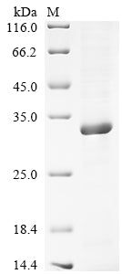 Greater than 90% as determined by SDS-PAGE.