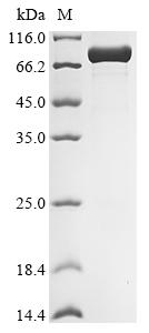 Greater than 90% as determined by SDS-PAGE.