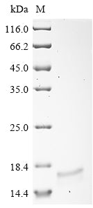 Greater than 90% as determined by SDS-PAGE.Recombinant Suid Herpesvirus 1 Envelope Glycoprotein B (GB) Protein (His)