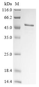 Greater than 85% as determined by SDS-PAGE.Recombinant Human Herpesvirus 1 E3 Ubiquitin-Protein Ligase Icp0 (ICP0) Protein (His)