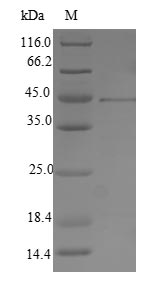 Greater than 90% as determined by SDS-PAGE.Recombinant Human Herpesvirus 2 Envelope Glycoprotein B (GB) Protein (His-SUMO)