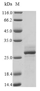 Greater than 85% as determined by SDS-PAGE.