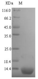 Greater than 90% as determined by SDS-PAGE.