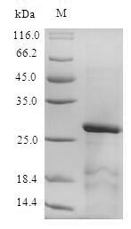 Greater than 90% as determined by SDS-PAGE.