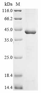 Greater than 85% as determined by SDS-PAGE.Recombinant Varicella-Zoster Virus Envelope Glycoprotein B (GB) Protein (His&Myc)
