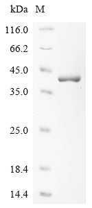 Greater than 85% as determined by SDS-PAGE.Recombinant Varicella-Zoster Virus Envelope Glycoprotein B (GB) Protein (His)