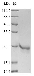 Greater than 90% as determined by SDS-PAGE.Recombinant Varicella-Zoster Virus Envelope Glycoprotein L (GL) Protein (His&Myc)