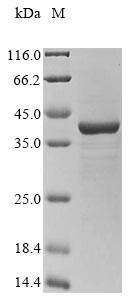 Greater than 85% as determined by SDS-PAGE.Recombinant Enterobacteria Phage 933W Shiga-Like Toxin 2 Subunit A (STXA2) Protein (His&Myc)