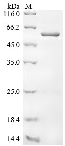 Greater than 85% as determined by SDS-PAGE.