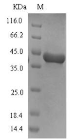 Greater than 90% as determined by SDS-PAGE.