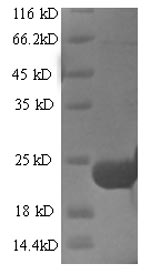 Greater than 90% as determined by SDS-PAGE.