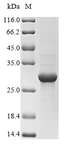 Greater than 85% as determined by SDS-PAGE.Recombinant Staphylococcus Aureus Enterotoxin Type A (ENTA) Protein (His)