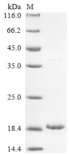 Greater than 90% as determined by SDS-PAGE.Recombinant Staphylococcus Aureus Delta-Hemolysin (HLD) Protein (His-KSI)