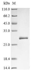 Greater than 90% as determined by SDS-PAGE.Recombinant Helicobacter Pylori Lpp20 Lipoprotein (LPP20) Protein (His&Myc)