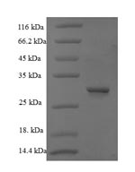 Greater than 90% as determined by SDS-PAGE.Recombinant Bacillus Thuringiensis Subsp. Kurstaki Pesticidal Crystal Protein Cry1Ab (CRY1AB) Protein (His-SUMO)