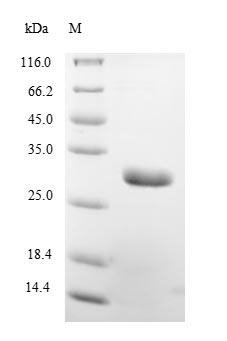 Greater than 85% as determined by SDS-PAGE.Recombinant Borreliella Burgdorferi Outer Surface Protein A (OSPA) Protein (His&Myc)