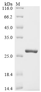 Greater than 90% as determined by SDS-PAGE.Recombinant Streptococcus Pneumoniae Serotype 4 Ribosomal Protein S12 (RPSL) Protein (His&Myc)