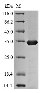 Greater than 90% as determined by SDS-PAGE.Recombinant Mycobacterium Tuberculosis Diacylglycerol Acyltransferase/Mycolyltransferase Ag85C (FBPC) Protein (His)