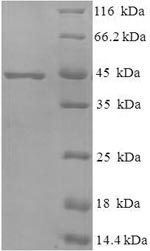 Greater than 90% as determined by SDS-PAGE.Recombinant Mycobacterium Tuberculosis Mpt51/Mpb51 Antigen (MPT51) Protein (His-SUMO)