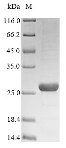 Greater than 85% as determined by SDS-PAGE.Recombinant Mycobacterium Bovis 6 Kda Early Secretory Antigenic Target (ESXA) Protein (His&Myc)