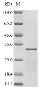 Greater than 90% as determined by SDS-PAGE.Recombinant Mycobacterium Tuberculosis Esat-6-Like Protein Esxb (ESXB) Protein (His)