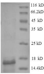 Greater than 85% as determined by SDS-PAGE.Recombinant Mycobacterium Tuberculosis Esat-6-Like Protein Esxb (ESXB) Protein (His-SUMO)