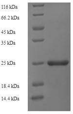 Greater than 90% as determined by SDS-PAGE.Recombinant Mycobacterium Tuberculosis Esat-6-Like Protein Esxh (ESXH) Protein (His-SUMO)
