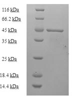 Greater than 90% as determined by SDS-PAGE.Recombinant Mycobacterium Tuberculosis Enoyl-[Acyl-Carrier-Protein] Reductase [Nadh] (INHA) Protein (His-SUMO)