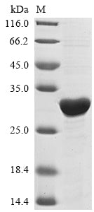 Greater than 90% as determined by SDS-PAGE.Recombinant Mycobacterium Tuberculosis Enoyl-[Acyl-Carrier-Protein] Reductase [Nadh] (INHA) Protein (His)