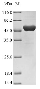 Greater than 85% as determined by SDS-PAGE.